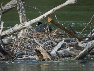 Spätes Blesshuhn-Nest