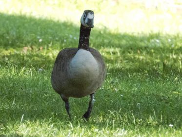 Oft in der Nähe der beiden Kanadagans-Familien: Ringgans BA 013666