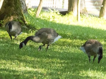 Die drei jungen Kanadagänse im Fischteichgebiet