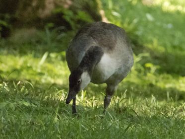 Kanadagans-Jungvogel