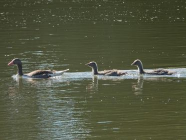 Nur noch ein Elternteil: Zwei junge Graugänse
