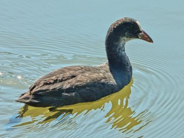 Groß gewordenes Blesshuhn-Junges