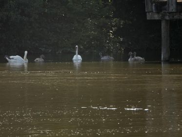 Familie Schwan am Holzsteg