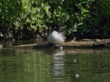 Schellente ruht sich aus