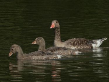 Geführt nur noch von einem Elterntier: Zwei noch recht kleine Graugänse