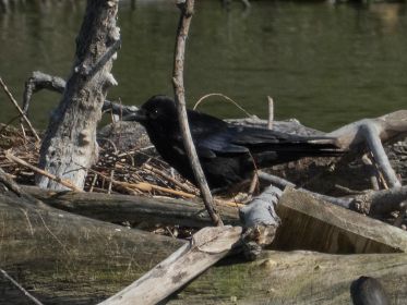 Rabenkrähe tapst auf Blesshuhn-Brutstelle hin und her