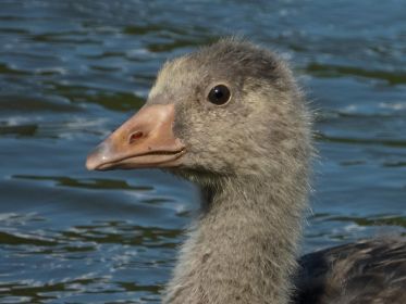 Junge Graugans im Porträt