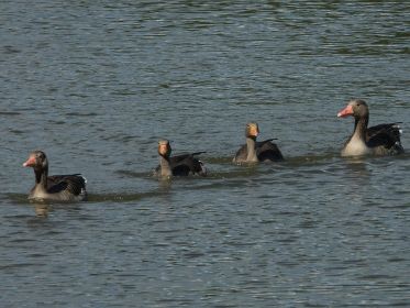 Zwei junge Graugänse, eingerahmt von den Eltern