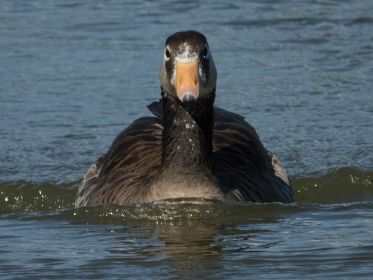 Grau-Kanadagans-Mischling
