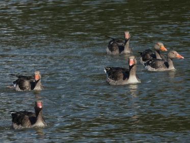 Graugansfamilie mit vier Junggänsen