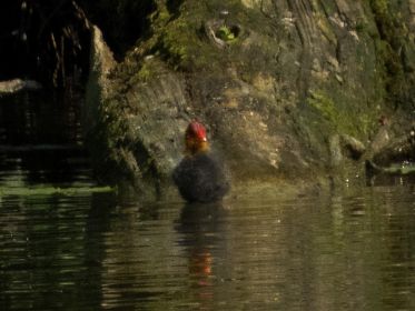 Blesshuhn-Küken wartet auf Nahrung