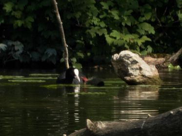 Nahrungsübergabe bei Familie Blesshuhn