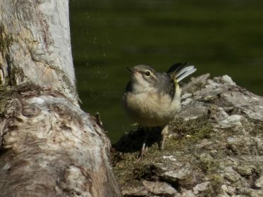 Junge Gebirgsstelze hat wohl das Geschehen am Spinnennetz im Auge