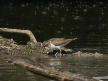 Flussuferläufer auf Nahrungssuche