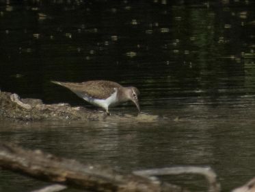 Flussuferläufer auf Nahrungssuche