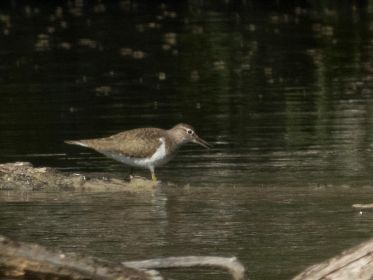 Flussuferläufer auf Nahrungssuche