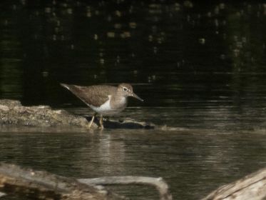 Flussuferläufer auf Nahrungssuche