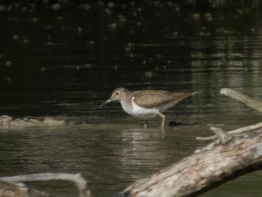 Flussuferläufer auf Nahrungssuche
