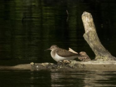 Flussuferläufer setzt sich zur Ruhe
