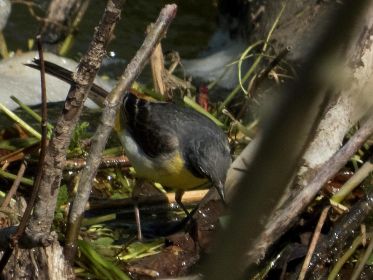 Aus nächster Nähe: eine Gebirgsstelze