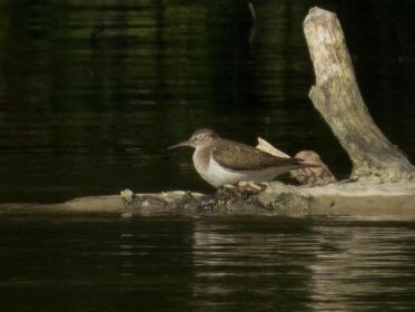 Nach der Nahrungsaufnahme ratzt der Flussuferläufer ein bisschen