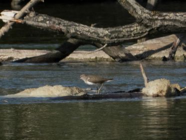 Flussuferläufer läuft hin und her