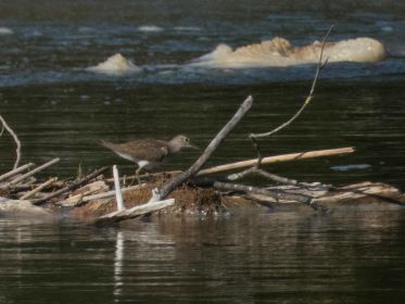 Flussuferläufer läuft hin und her