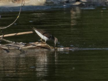 Flussuferläufer auf Nahrungsjagd