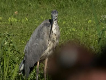 Graureiher am Fischteich