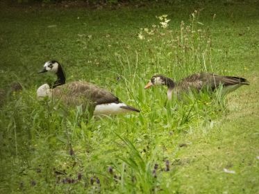 Im Fischteichgebiet oft zusammen: Grau-Kandagans-Hybride und Ringgans BA 013666