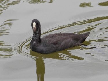 Diesjähriges Blesshuhn