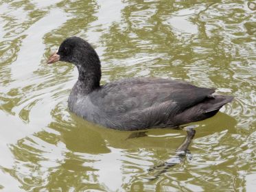 Diesjähriges Blesshuhn