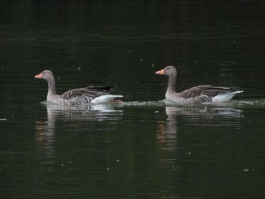 Zwei Graugänse auf dem Weg zum Futterufer