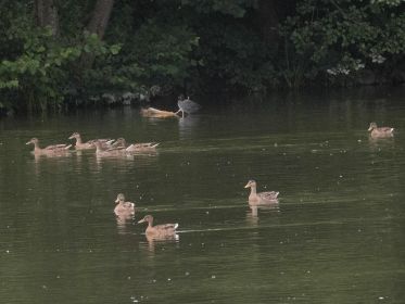 Zahlreiche junge Stockenten
