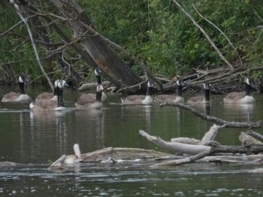 Grau-Kanadagans-Hybride inmitten von acht Kanadagänse, drei davon sind Junggänse