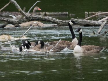 Drei junge Kanadagänse