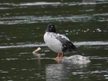 Schellente betreibt Gefiederpflege