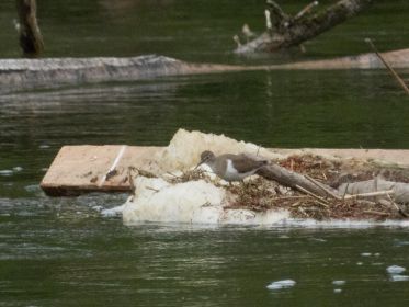 Flussuferläufer läuft hin und her