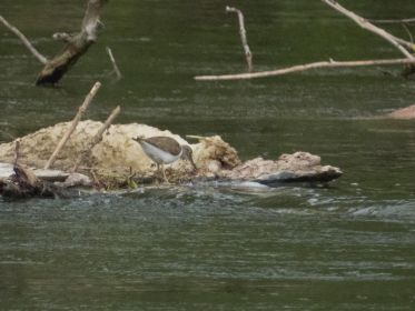 Flussuferläufer läuft hin und her