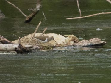 Flussuferläufer läuft hin und her