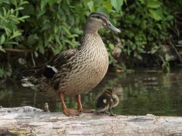 Stockente und junges Küken