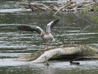 Flügelschläge einer Graugans