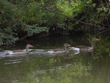 Geführt von nur noch einem Elternteil: Zwei junge Graugänse