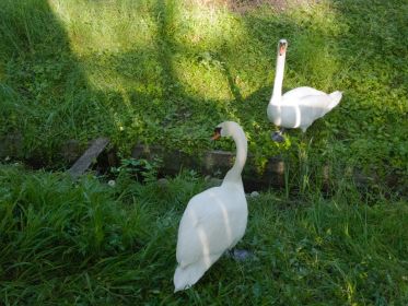 Familie Schwan im Fischteichgelände mit nach wie vor vier Jungtieren