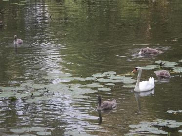 7361_amperstausee_200724