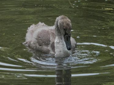 7363_amperstausee_200724