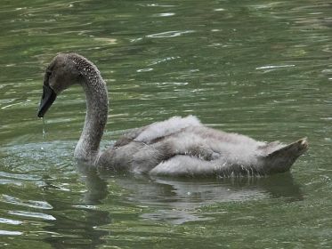 7364_amperstausee_200724