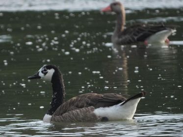 7369_amperstausee_200724