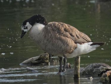 7377_amperstausee_200724