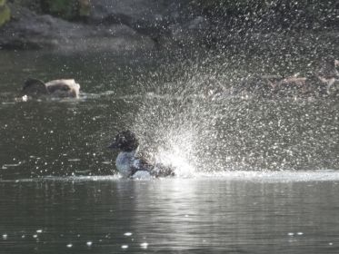 7382_amperstausee_200724